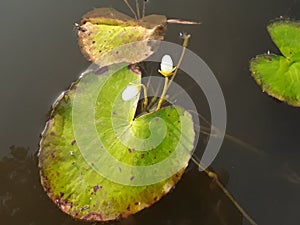 Water lotus white flower.green leaf plant photo