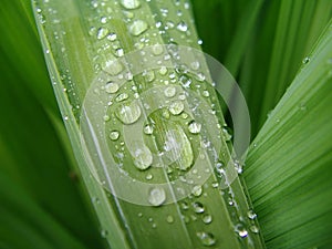 Water macro on green leaf 2