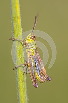 water meadow grasshopper photo