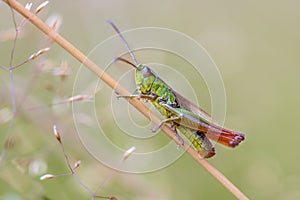 Water meadow grasshopper photo