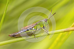 Water meadow grasshopper female insect photo
