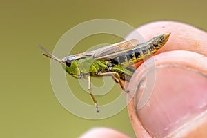 Water meadow grasshopper female photo