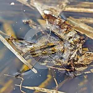 Water measure pond (lat.gerris lacustris)