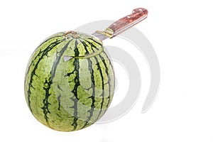 Water melon