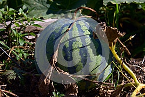Water-melon striped on a melon field