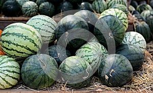 Water Melons