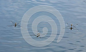 water meter on the surface of the reservoir