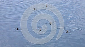 water meter on the surface of the reservoir