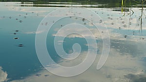 Water meters gerris lacustris move quickly along the river water surface in the reflection of the cloudy sky