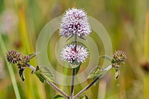 Water mint mentha aquatica