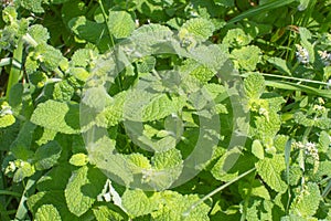 Water mint or Mentha Aquatica from the Lamiaceae family