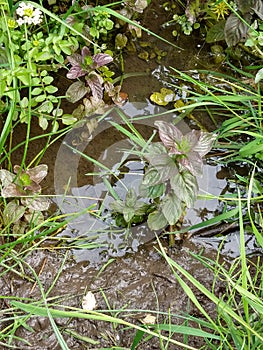 Water Mint - Mentha Aquatica, Norfolk, England, UK