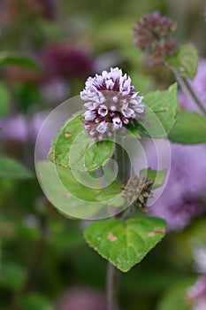 Water mint Mentha aquatica, purple flowers