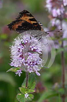 Water mint Mentha aquatica, purple flowers with butterfly