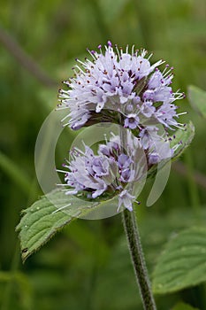 Water Mint