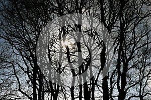 In water mirroring trees