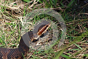 Water Moccasin