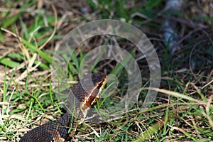 Water Moccasin