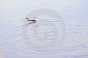 Water moccasin (Agkistrodon piscivorus)