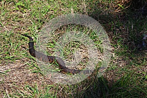 Water Moccasin aka Cotton mouth