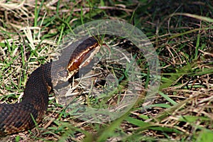 Water Moccasin aka Cotton mouth