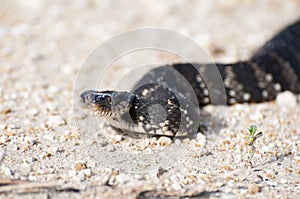 Water Moccasin aka Cottonmouth Head