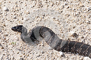 Water Moccasin aka Cottonmouth Snake