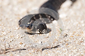 Water Moccasin aka Cottonmouth Snake Closeup