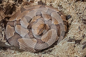 Water moccasin or cottonmouth snake is a species of pit viper.