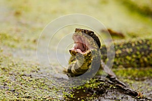 Water Moccasin Display