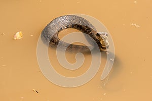 Water moccasin with head out of water