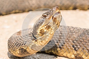 Water moccasin with mouth ajar