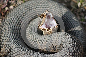 A water moccasin venomous snake