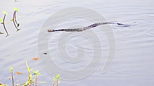 Water moccasin in wetlands, South Florida