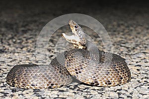 Water Moccasin