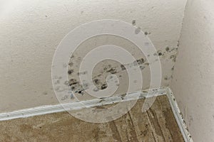 Water and Mold Damage