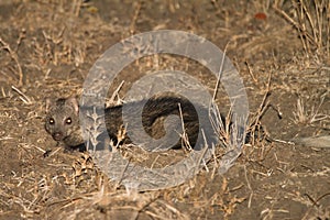 Water Mongoose photo