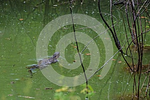 Water monitor