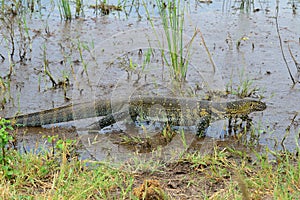 Water monitor