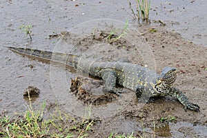 Water monitor