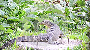 Water Monitor