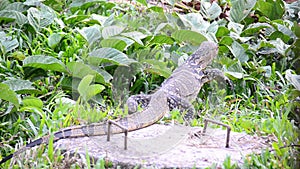 Water Monitor