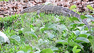 Water Monitor