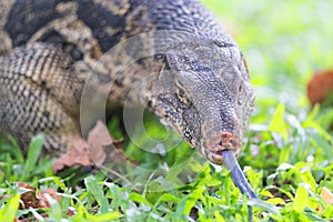 Water Monitor.