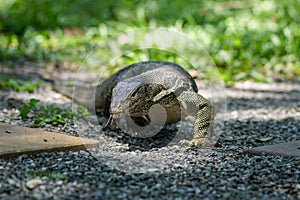 Water monitor crawling and approaching