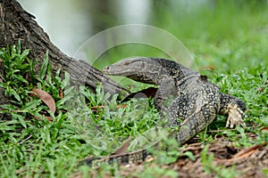 Water monitor crawling away while looking back