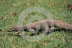 Water monitor in grass, Sri Lanka