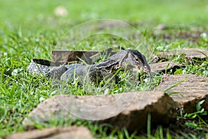 Water monitor hunting for food