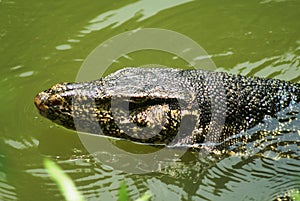 Water monitor lizard