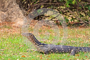 Water monitor lizard